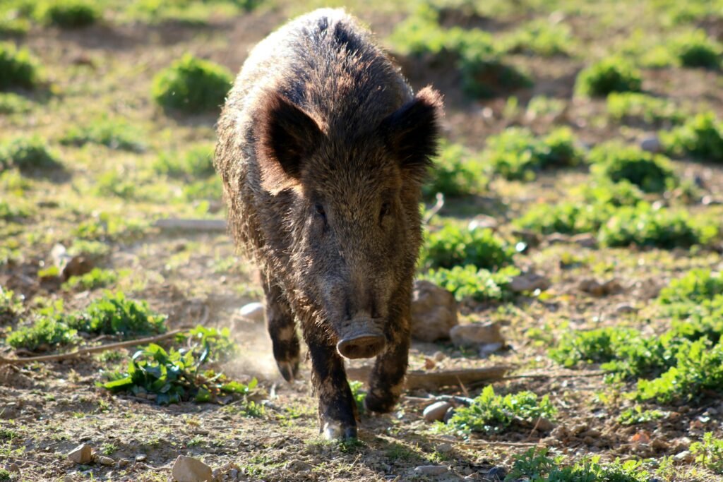 Close-up of a wild boar walking through a sunlit field surrounded by greenery.